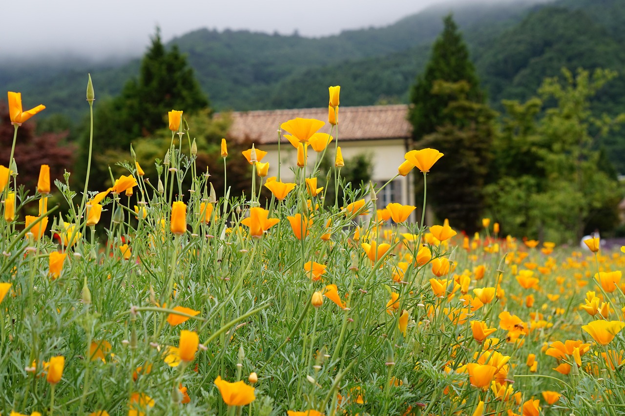 短信验证码的常见漏洞分析及预防措施